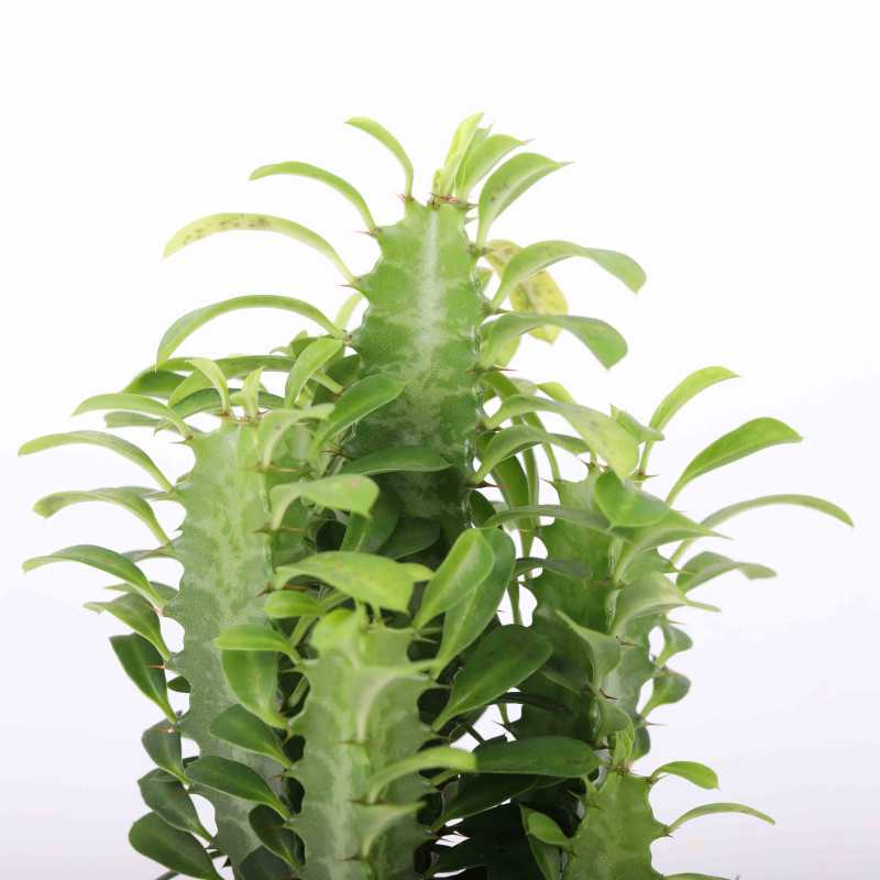 Euphorbia (Wilczomlecz) Euphorbia (Wilczomlecz)