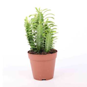  Euphorbia (Wilczomlecz)