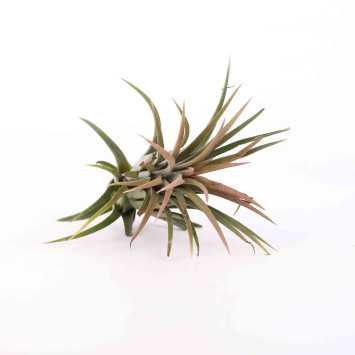 Opątwa (Tillandsia ionantha Planch)