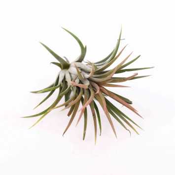 Opątwa (Tillandsia ionantha Planch)