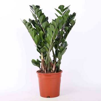  Zamioculcas Zamiifolia (zamiokulkas zamiolistny).