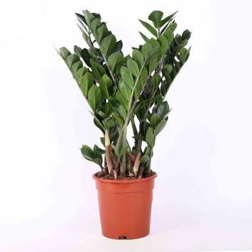  Zamioculcas Zamiifolia (zamiokulkas zamiolistny).