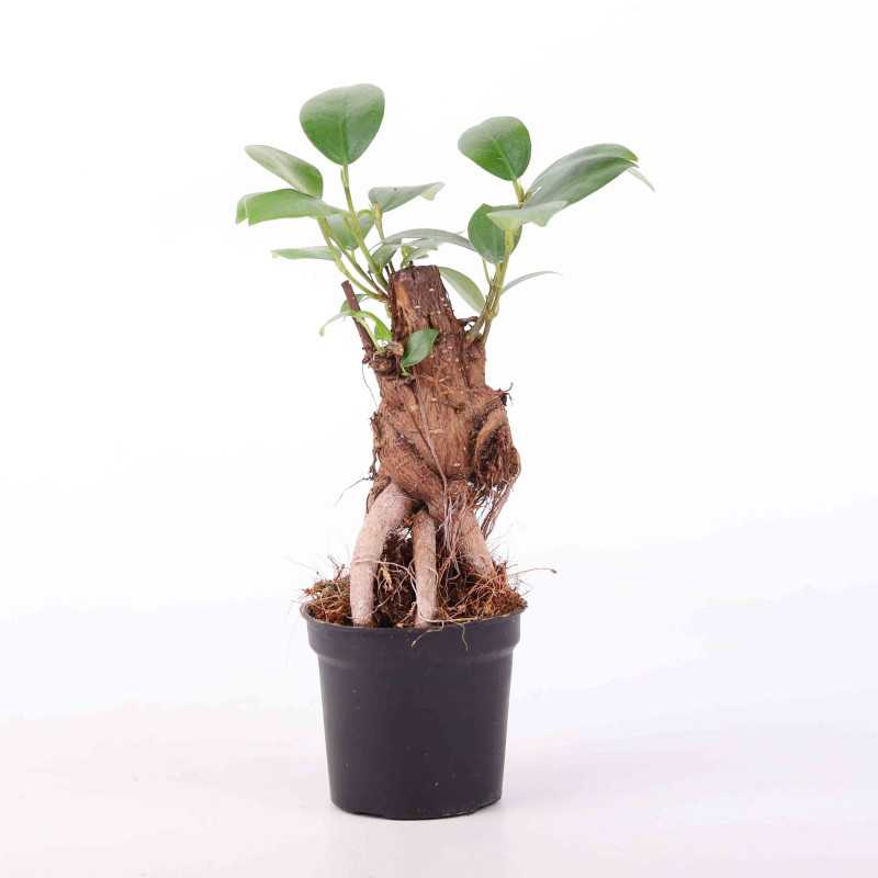  Ficus microcarpa Ginseng (Fikus tępy).