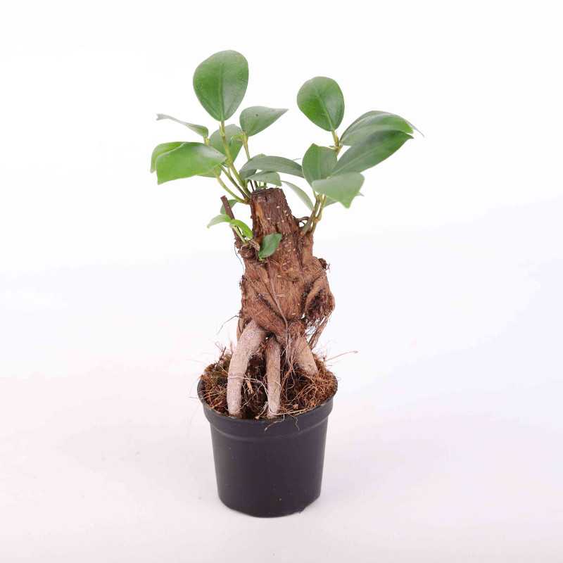  Ficus microcarpa Ginseng (Fikus tępy).