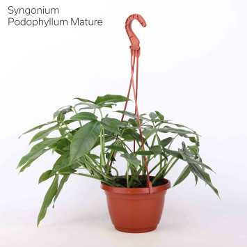 Syngonium MIX 