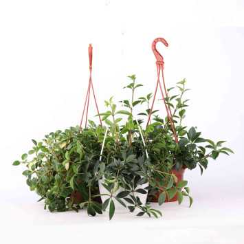 Peperomia wisząca - 19 cm