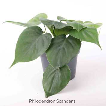 Philodendron scandens (Filodendron pnący)