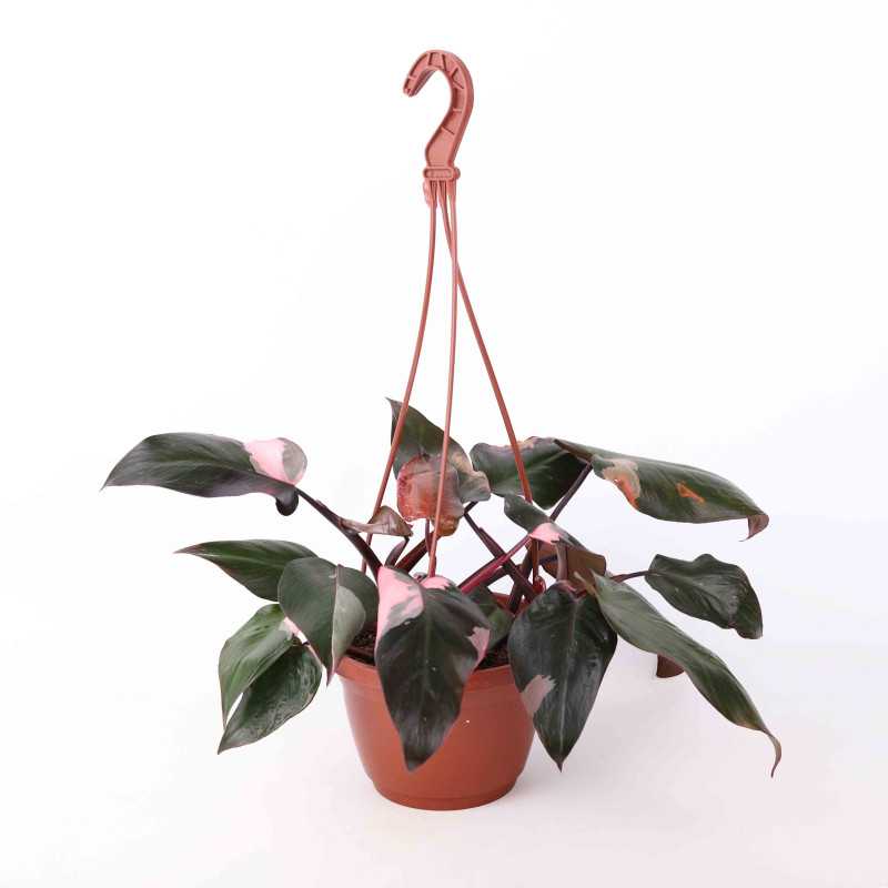 Philodendron 'Pink Princess' - 19 cm