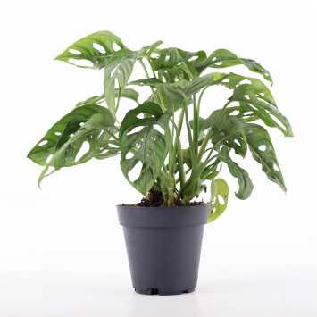 Monstera Adasonii 45 cm