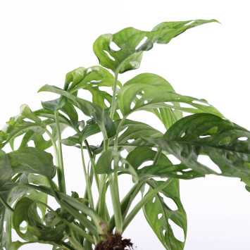 Monstera Adasonii 45 cm