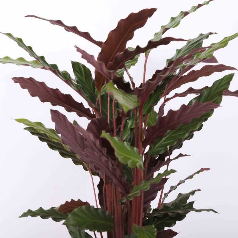 Calathea rufibarba (Kalatea falistolistna) - średnica 21 cm Calathea rufibarba (Kalatea falistolistna) - średnica 21 cm