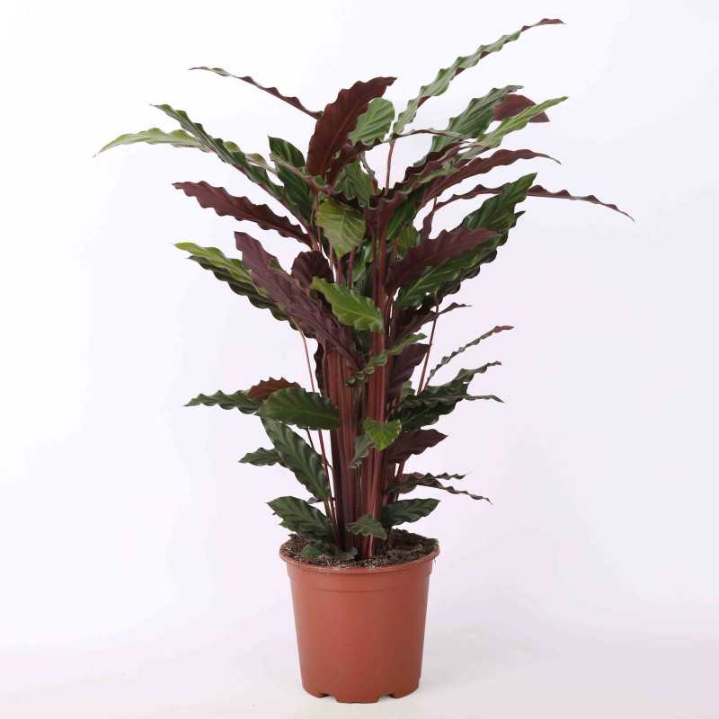 Calathea rufibarba (Kalatea falistolistna) - średnica 21 cm Calathea rufibarba (Kalatea falistolistna) - średnica 21 cm