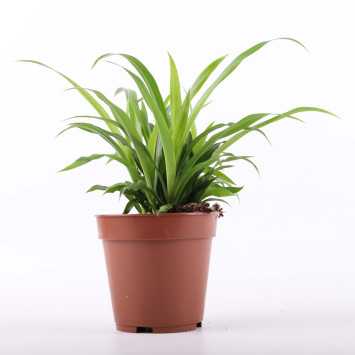  Chlorophytum Lemon (zielistka)