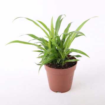  Chlorophytum Lemon (zielistka)