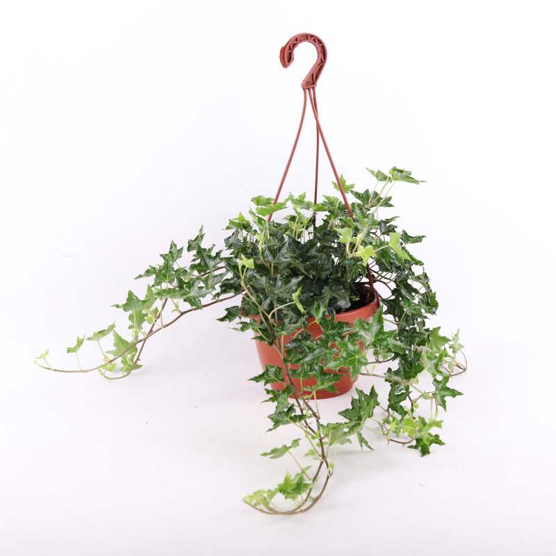 Bluszcze wiszące MIX - Hedera helix 'White Wonder', Bluszcz kanaryjski (Hedera canariensis) - średnica: 19 cm