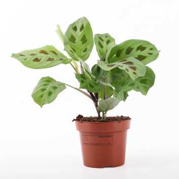 Maranta leuconeura kerchoveana - średnica: 12 cm