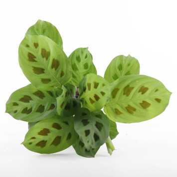 Maranta leuconeura kerchoveana - średnica: 12 cm