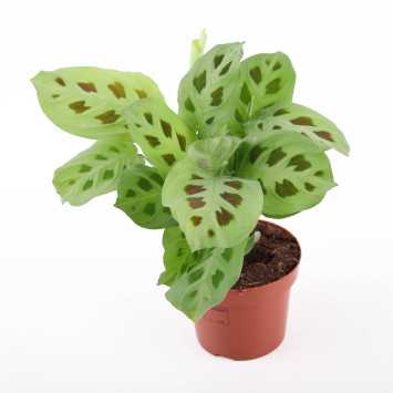 Maranta leuconeura kerchoveana - średnica: 12 cm
