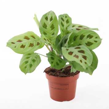 Maranta leuconeura kerchoveana - średnica: 12 cm