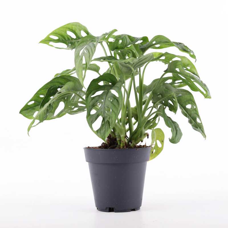 Monstera Adasonii (Monstera Monkey Mask) 32 cm