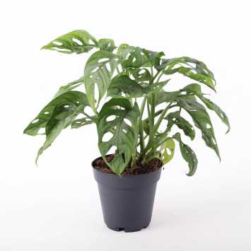 Monstera Adasonii (Monstera Monkey Mask) 32 cm