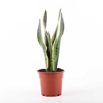  Sansevieria trifasciata Laurentii (Sansewieria Gwinejska) 52 cm