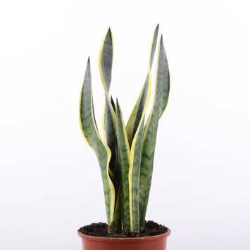  Sansevieria trifasciata Laurentii (Sansewieria Gwinejska) 52 cm