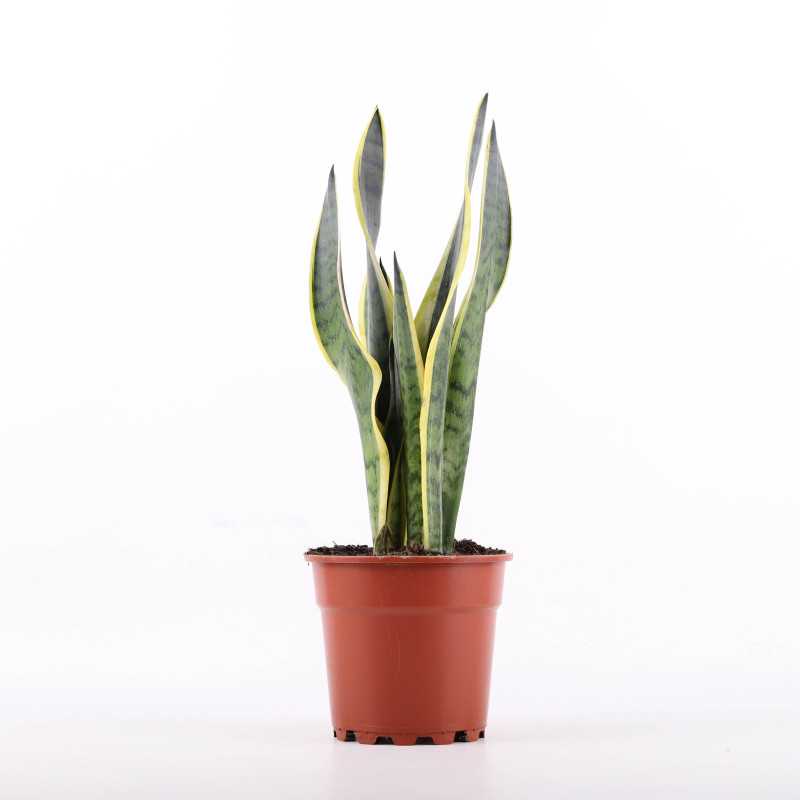 Sansevieria trifasciata Laurentii (Sansewieria Gwinejska) 52 cm Sansevieria trifasciata Laurentii (Sansewieria Gwinejska) 52 cm