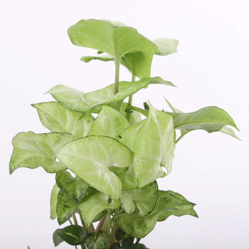 Zroślicha stopowcowa (Syngonium podophyllum Schott) - śr. donicy: 12 cm Zroślicha stopowcowa (Syngonium podophyllum Schott) - śr. donicy: 12 cm