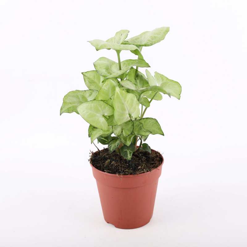 Zroślicha stopowcowa (Syngonium podophyllum Schott) - śr. donicy: 12 cm Zroślicha stopowcowa (Syngonium podophyllum Schott) - śr. donicy: 12 cm
