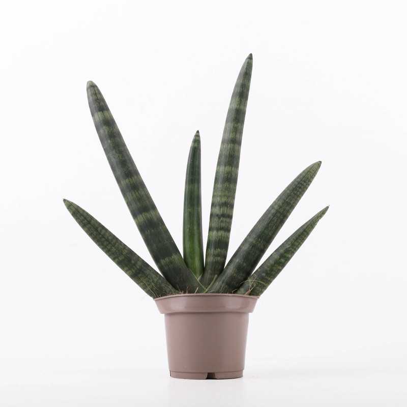 Sansevieria cylindrica 'Boncel' (Sansewieria Cylindryczna)