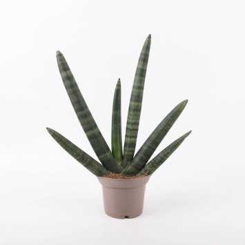 Sansevieria cylindrica 'Boncel' (Sansewieria Cylindryczna)