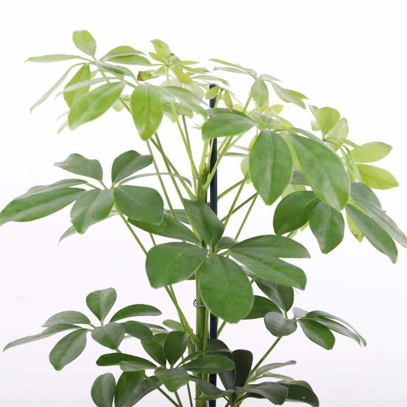 Schefflera arboricola 'Compacta'