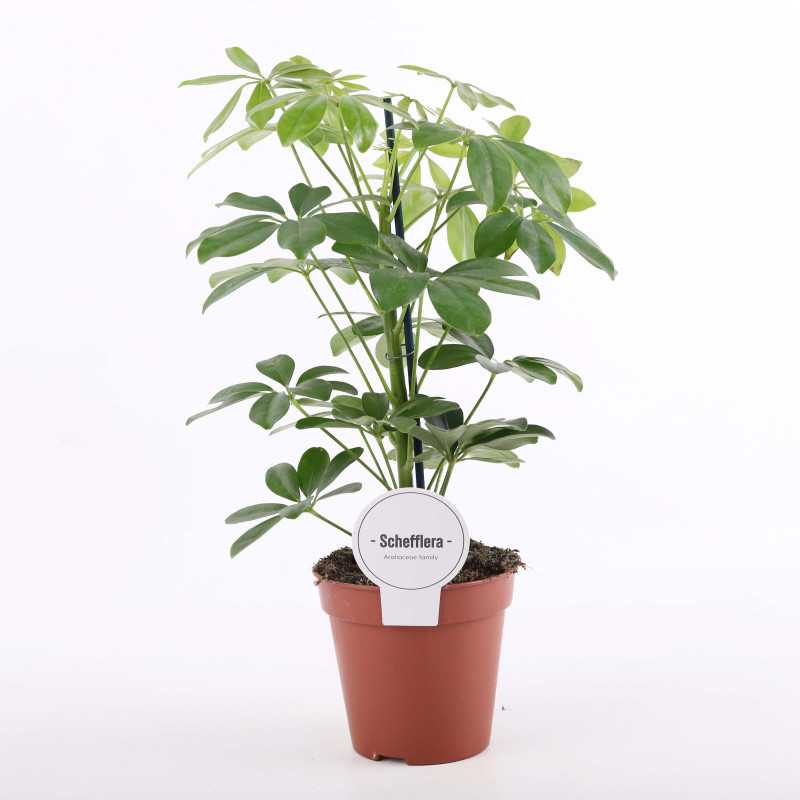 Schefflera arboricola 'Compacta'