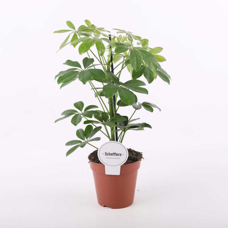 Schefflera arboricola 'Compacta'