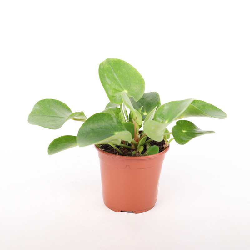 Pilea peperomioides (Pieniążek) - 11 cm