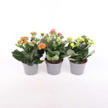 Żyworódka (kalanchoe) - 12 cm