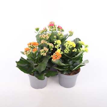 Żyworódka (kalanchoe) - 12 cm
