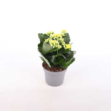 Żyworódka (kalanchoe) - 12 cm
