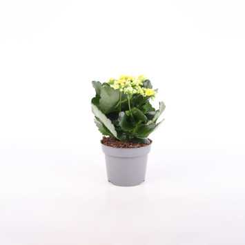 Żyworódka (kalanchoe) - 12 cm