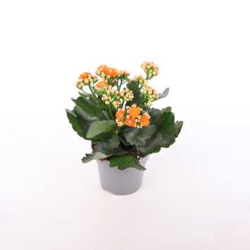 Żyworódka (kalanchoe) - 12 cm