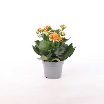 Żyworódka (kalanchoe) - 12 cm