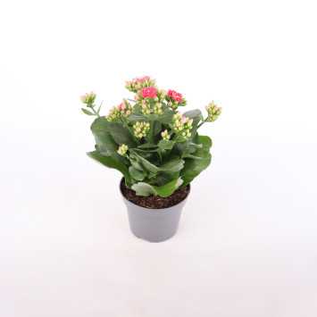Żyworódka (kalanchoe) - 12 cm