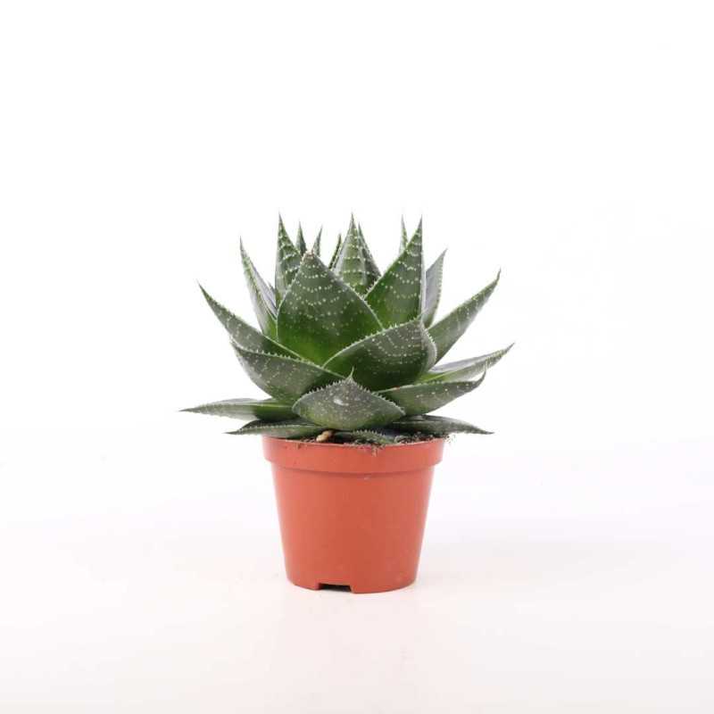 Aloes