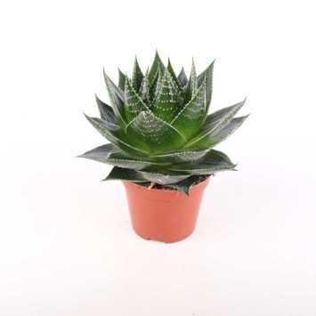 Aloes