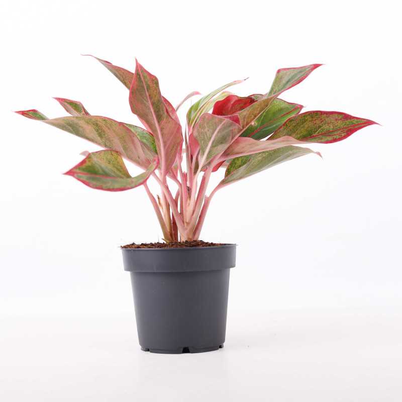 Aglaonema King of Siam - 12 cm