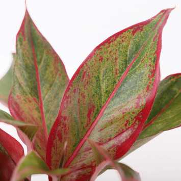 Aglaonema King of Siam - 12 cm