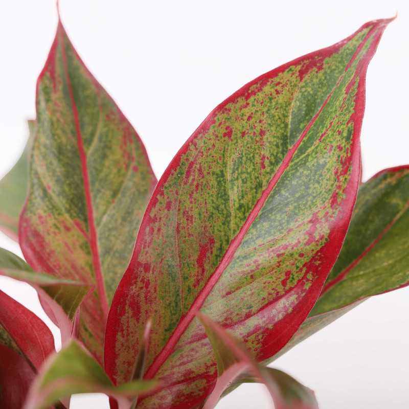 Aglaonema King of Siam - 12 cm