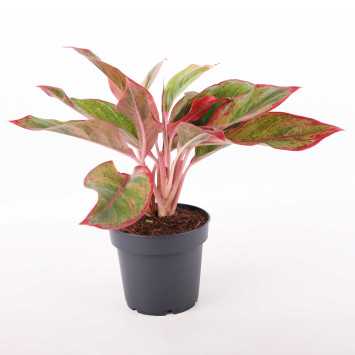 Aglaonema King of Siam - 12 cm