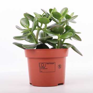 Crassula ovata minor (grubosz owalny, drzewko szczęścia) 20 cm